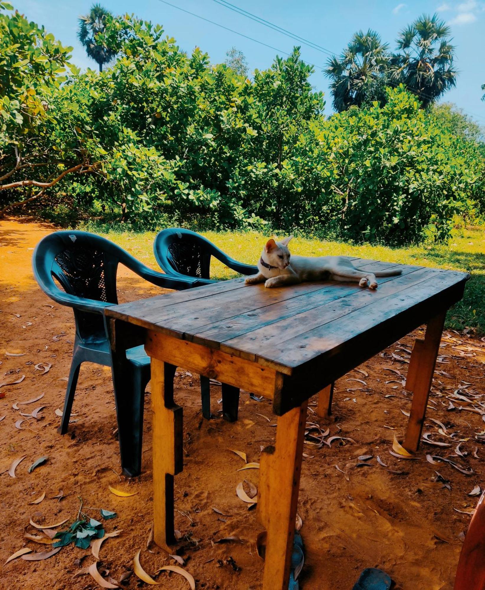 Boomerang Community Auroville Buitenkant foto